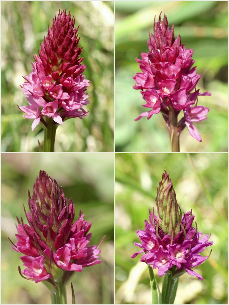 Variabilit morfologica in alcuni ibridi del genere Gymnadenia (Nigritella).